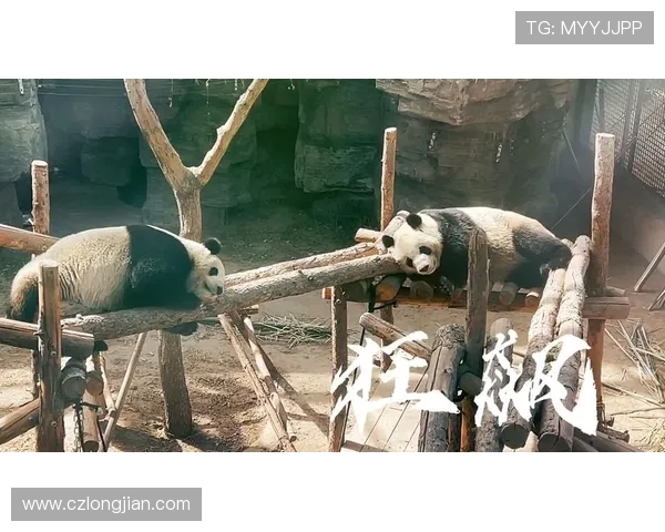 熊猫泰国与中国足球对决比分揭晓精彩瞬间回顾