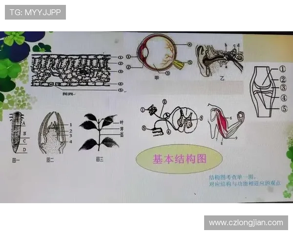 深圳乒乓球队技术解析:从基础训练到比赛策略的全面探讨 深圳乒乓球队技术解析:从基础训练到比赛策略的全面探讨